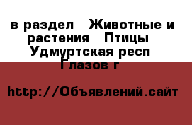  в раздел : Животные и растения » Птицы . Удмуртская респ.,Глазов г.